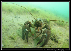 Crayfish vs Canon G9 (Geneva 2010) :-) by Raoul Caprez 